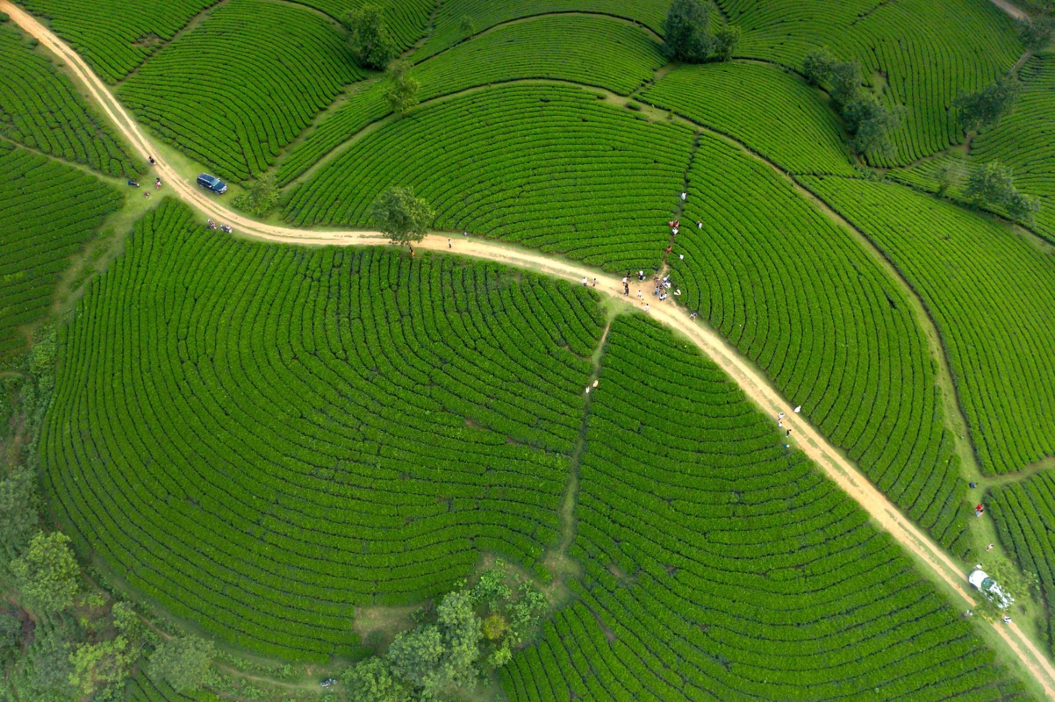 Siomo Tea landscape and brand context